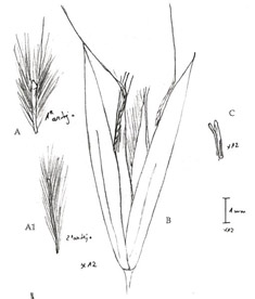 trisetum longiglume